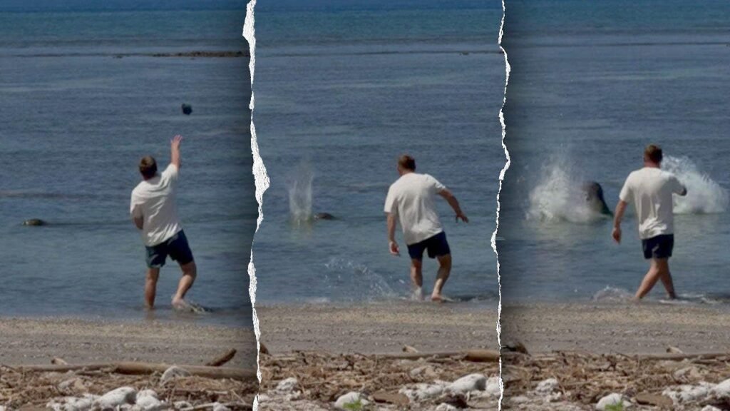 Tourist accused of throwing rock at endangered seal in Hawaii faces court