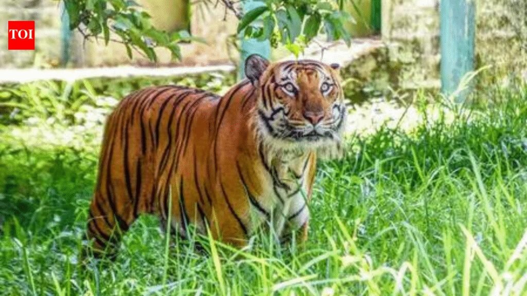 Adivasis demand halt to tiger safari push, evictions in south India forests | India News