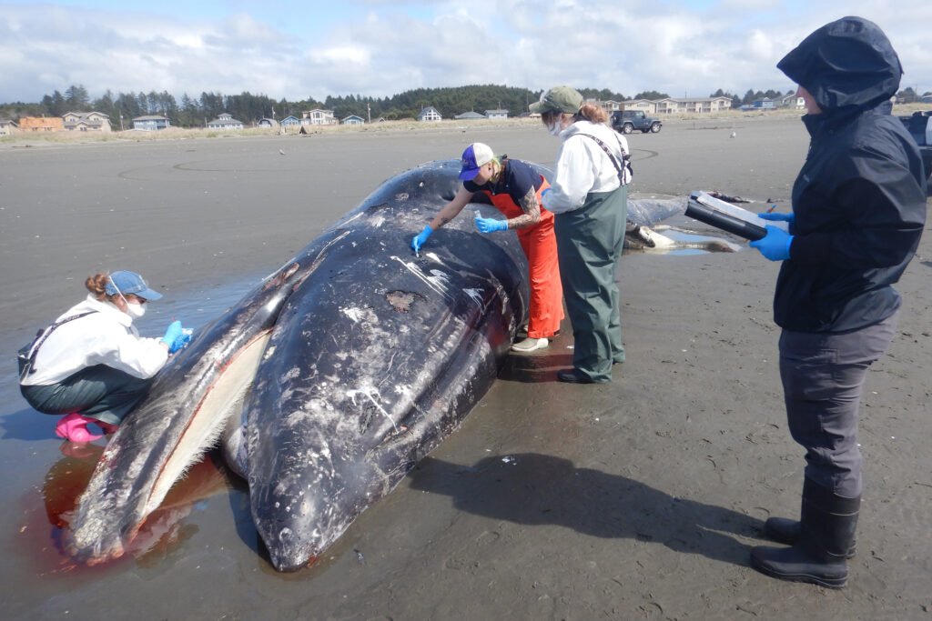 Malnourished Gray Whales of the Eastern North Pacific Are in ‘Serious Trouble’