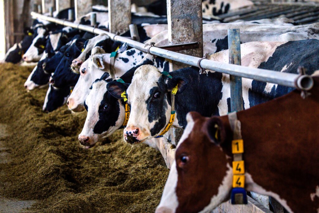 Top Climate Scientists Accuse the Livestock Industry of Pushing Fuzzy Math to Downplay its Climate Warming Emissions
