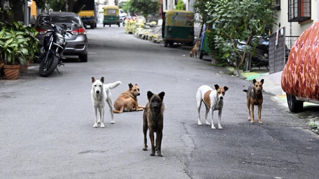 Bengaluru examining legal options for ‘rabid or aggressive dogs’