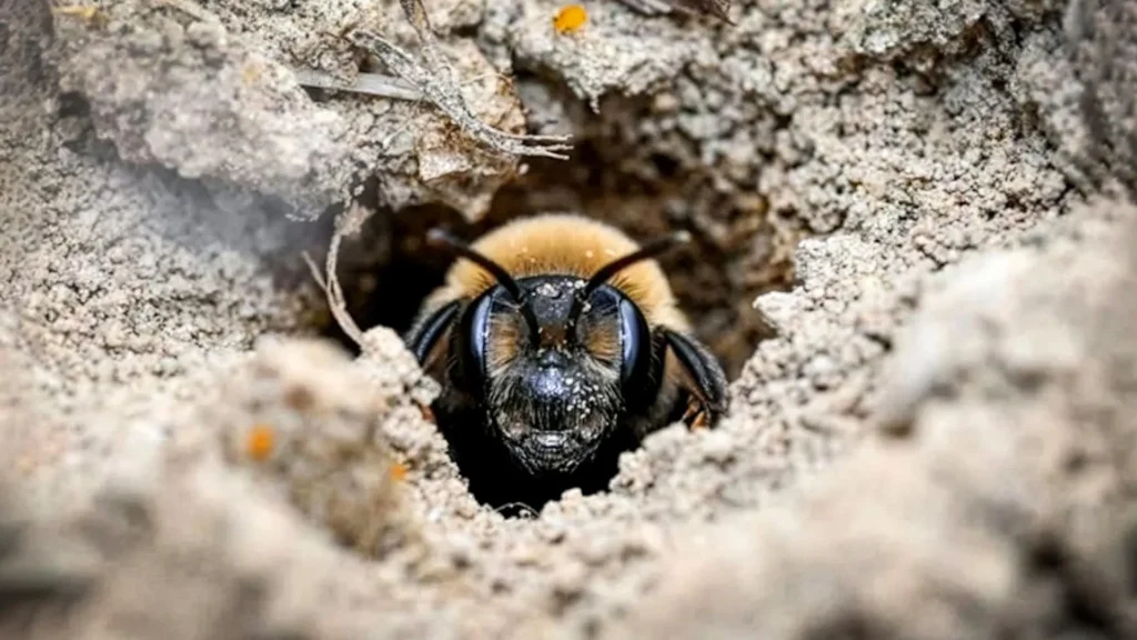 A New York cemetery was hiding 5.5 million bees underground