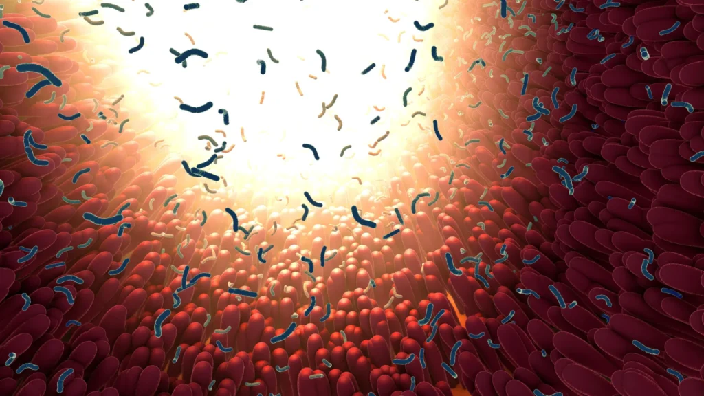 Scientists discover tiny gut particles that may drive aging and chronic disease