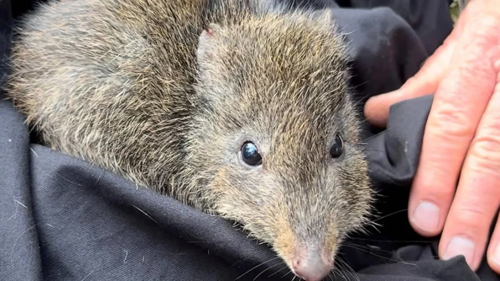 Scientists use DNA from poop to save the world’s rarest marsupial