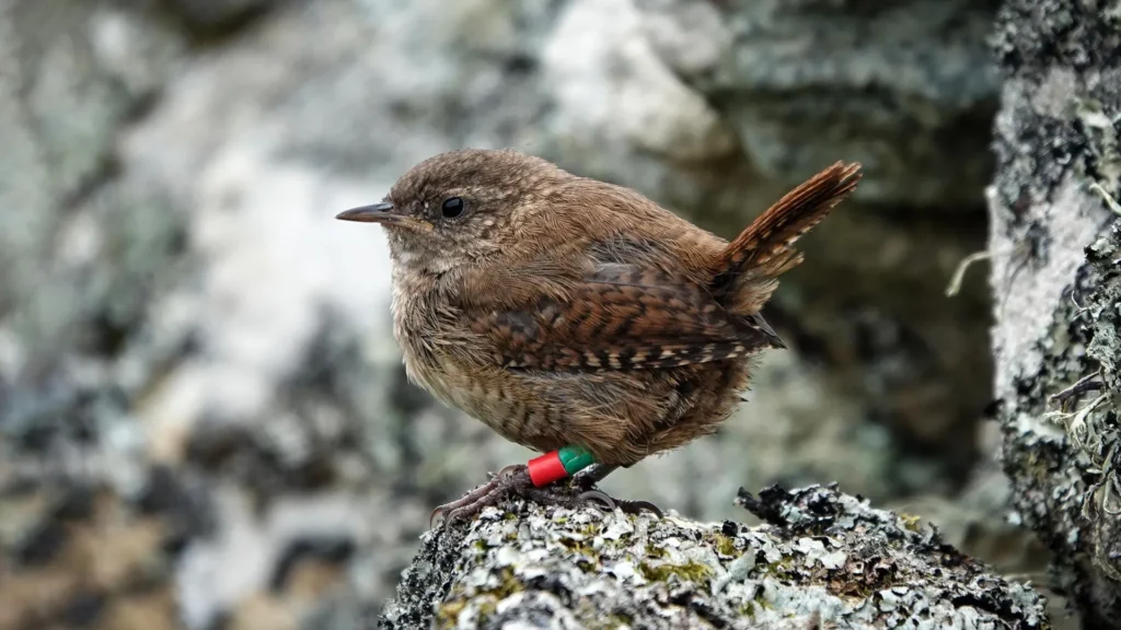 Scottish wrens may be evolving into new species through island gigantism