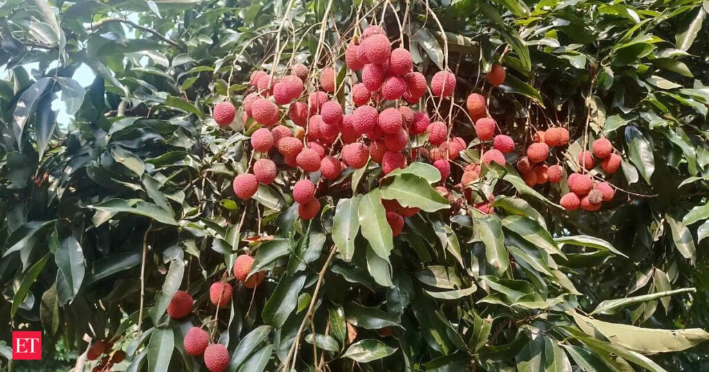 Assam’s GI-tagged Tezpur litchi reaches Dubai in first export shipment