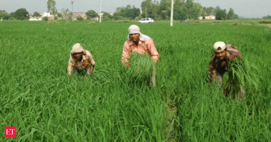 Global rice production was 713 million tonnes per year during 2006-2015, saw growth: Study