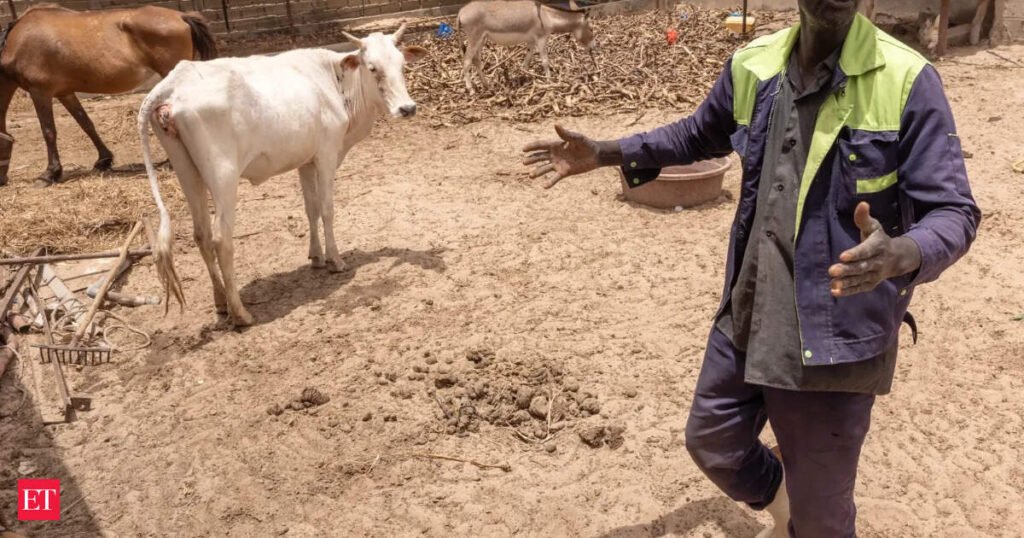 Maharashtra advises farmers to do fodder planning to avoid a potential shortage due to El Nino
