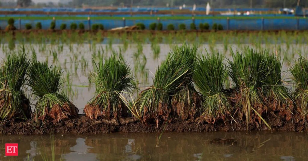 Govt readies farm safety net with banks, insurers as El Nino looms
