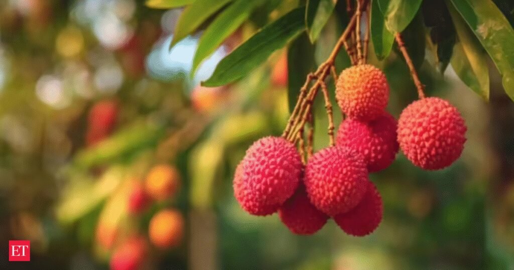 India’s first export of fresh Uttarakhand Litchi to Italy marks entry into European market