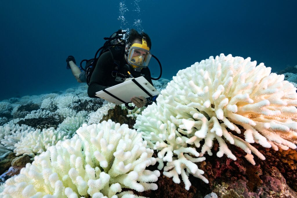 Coral Reefs in French Polynesia Are Stuck Between Life and Death