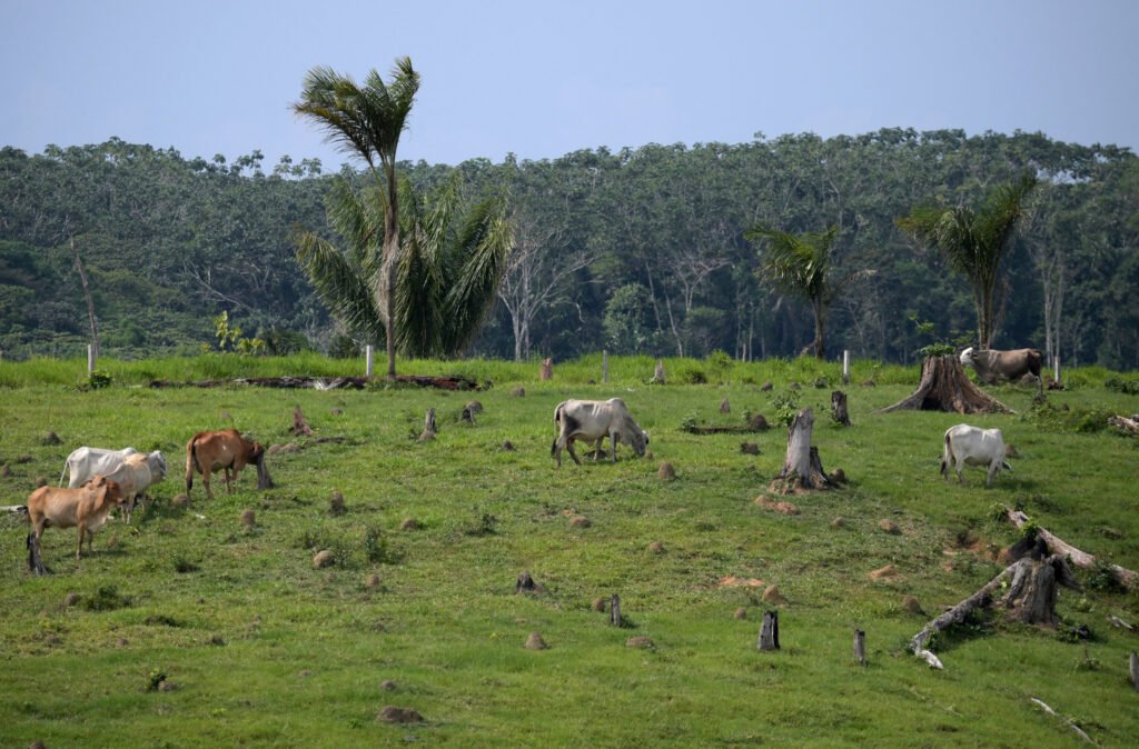 Colombia Passes First-Ever National Law Requiring Beef to Be Traced Back to Its Origins