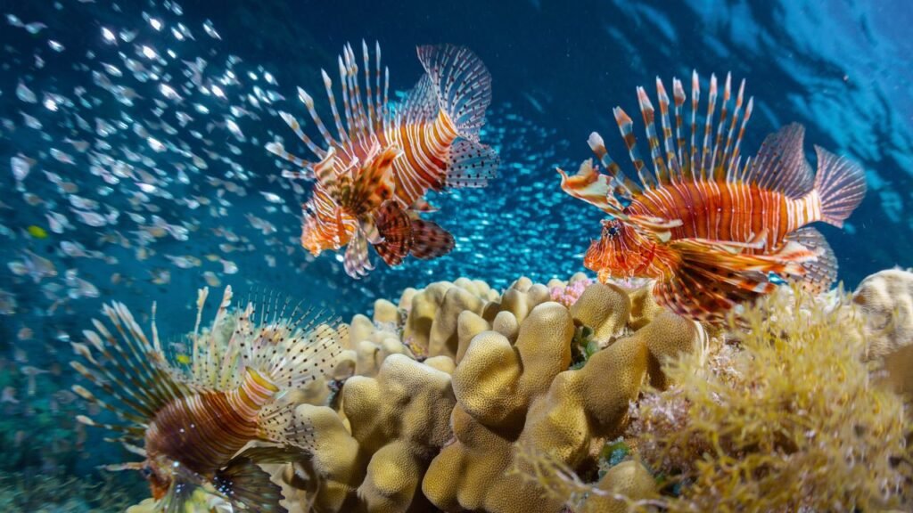 I’m No Good at Spearing Lionfish, But I Sure Can Eat Them