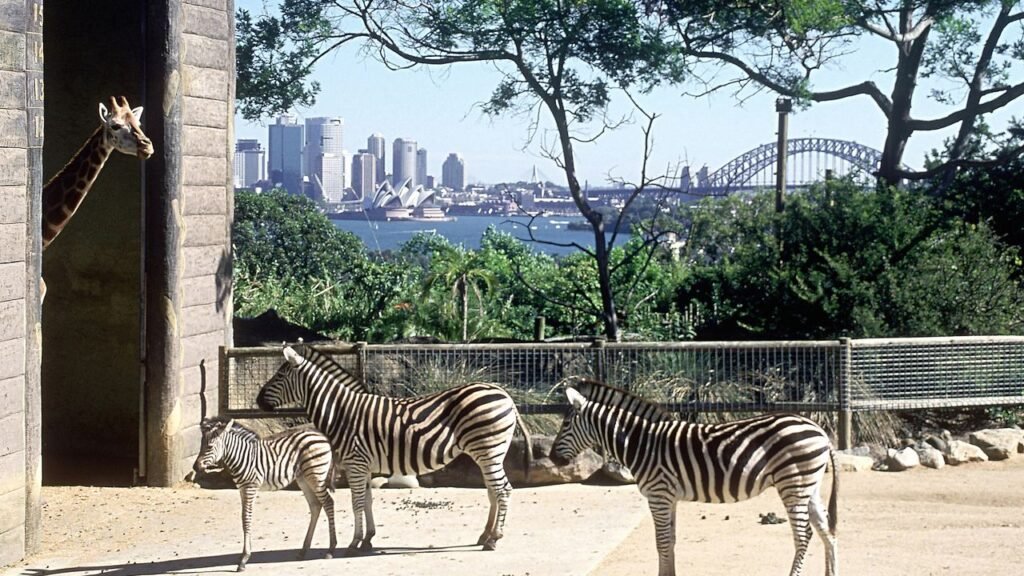 The Best Zoos in the World for Lions and Tigers and Bears, Oh My!