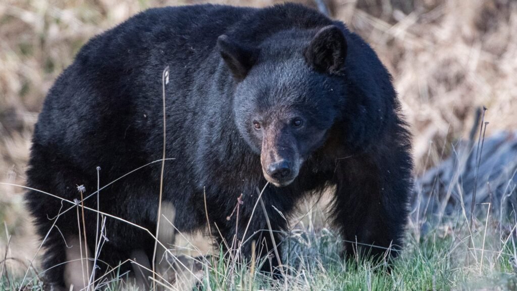 Mammoth Lakes couple fights off attacking black bear with hatchet