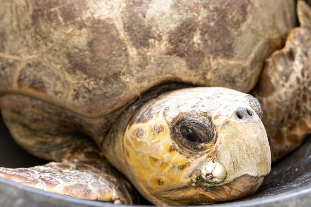 A Massive Volunteer Network in Florida Works to Save Endangered Sea Turtles