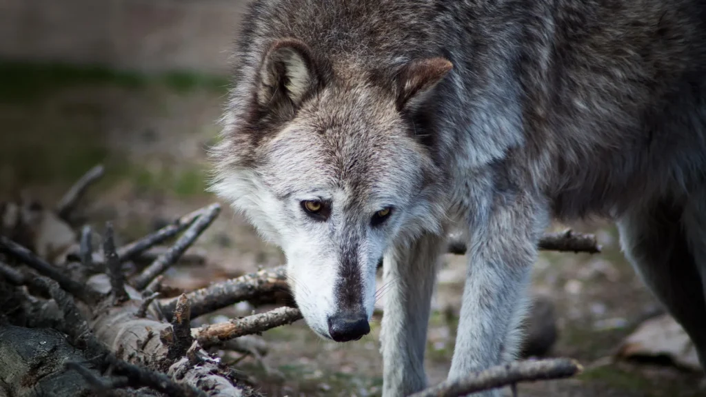 Yellowstone wolves may not have reshaped the national park after all