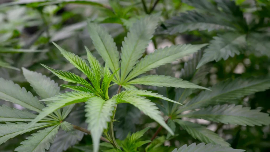 Scientists found a cannabis compound that relieves pain without the high