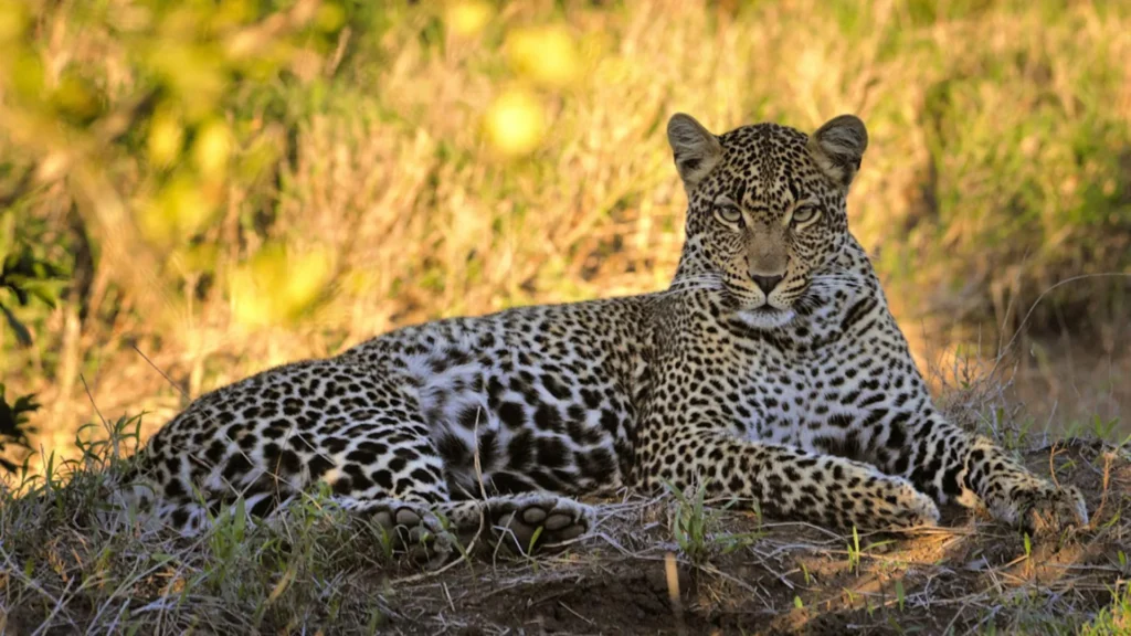 Why South Africa’s leopards shrank to half their normal size