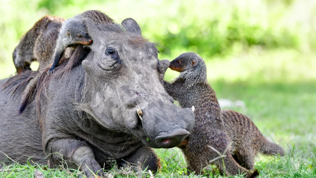 The secret language behind animal cooperation