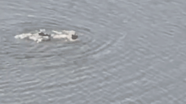 Accused thief turns city lake into escape route before arrest