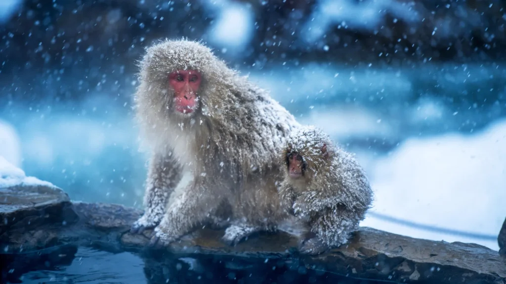 The first primates may have evolved in the cold, not the tropics