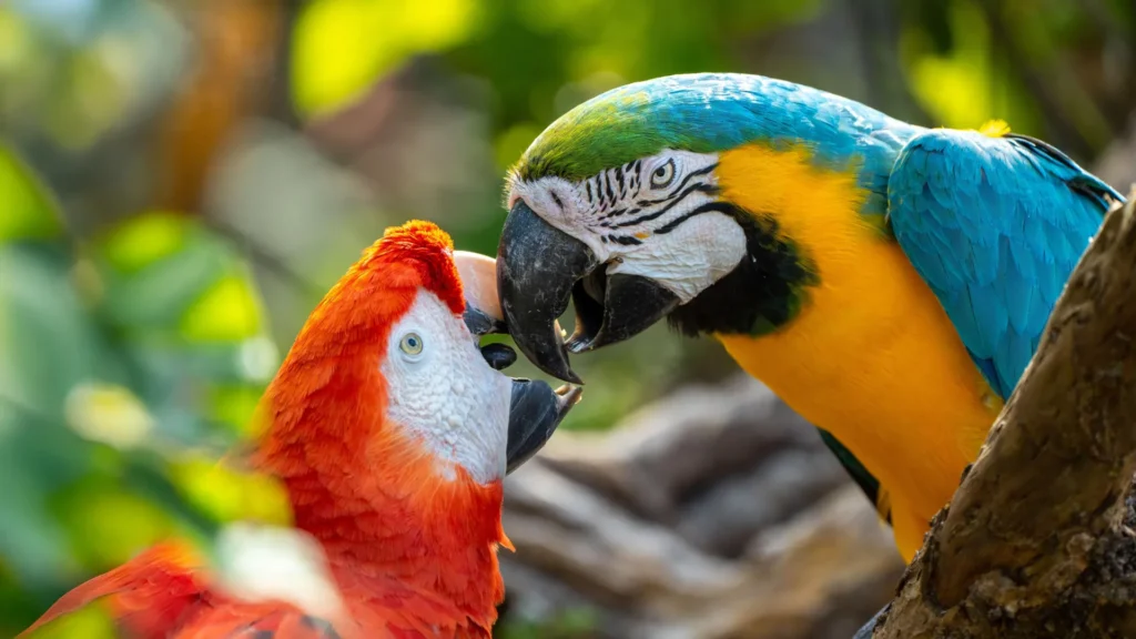 Scientists discover parrots may actually use names