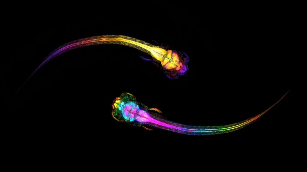 Your brain starts making social decisions before you do