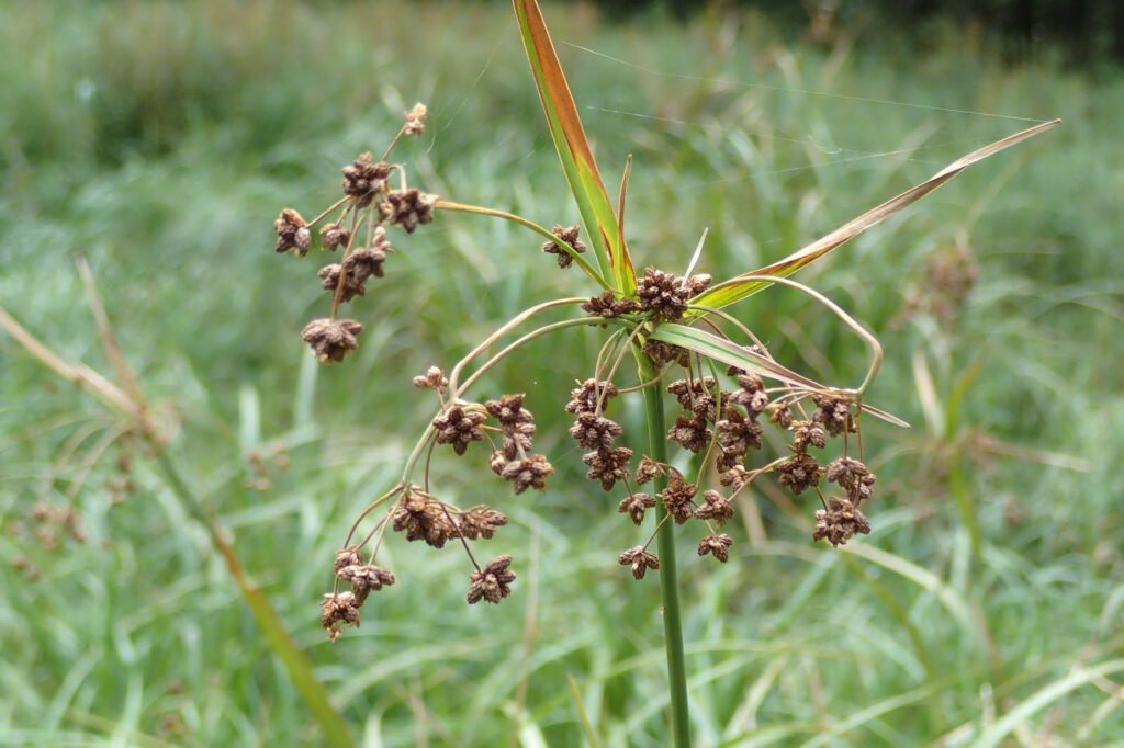 Federal Officials Say an Endangered Wetland Plant Is Recovering. Not Everyone Agrees.