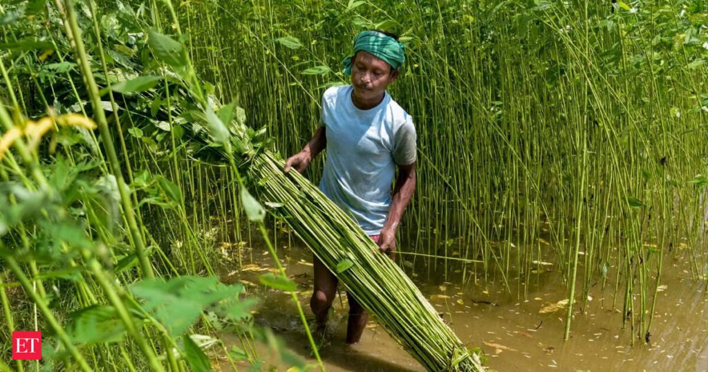 Jute stock curbs withdrawn as record acreage signals end of shortage