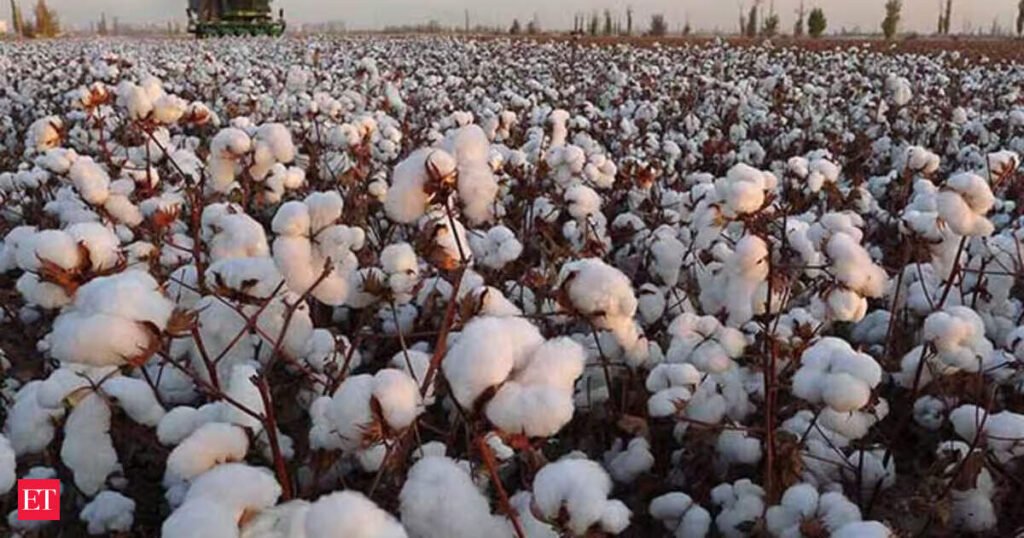 Cotton sowing picks up in July as monsoon revives, still below last year