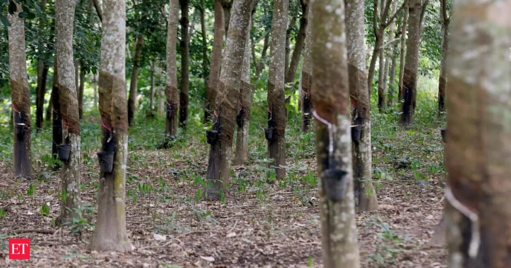 Rubber plantation of 1.80 lakh hectares completed in North East under Project INROAD in 5 years