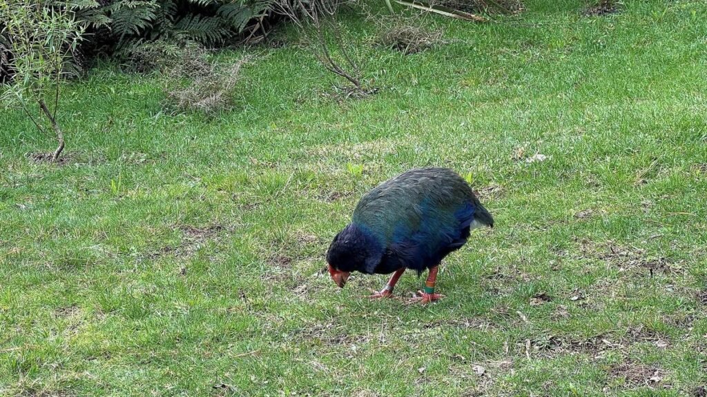 New Zealand detects H5 bird flu