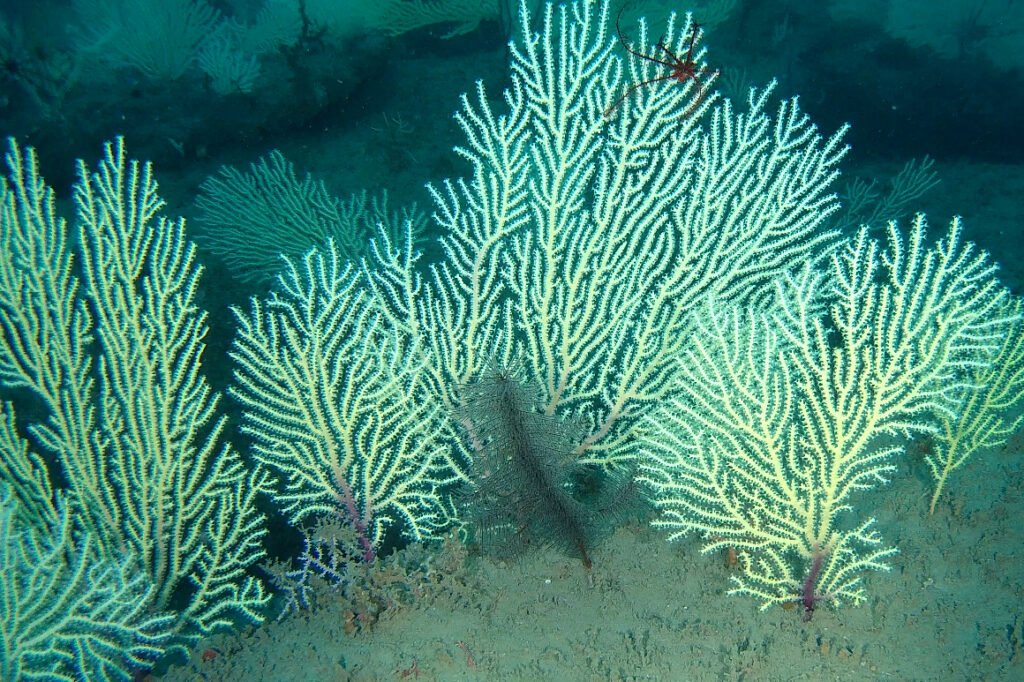 The Thriving Coral Reef that ‘Defeated Time’ in West Africa