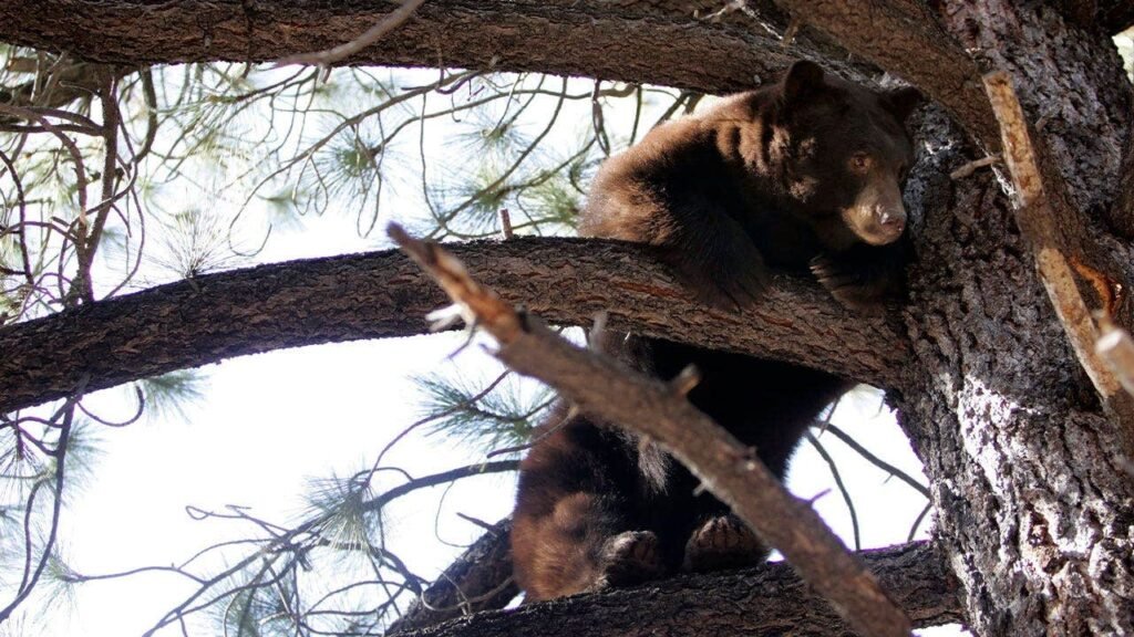 Black bear charges man at Lake Tahoe home, bear spray drives it off