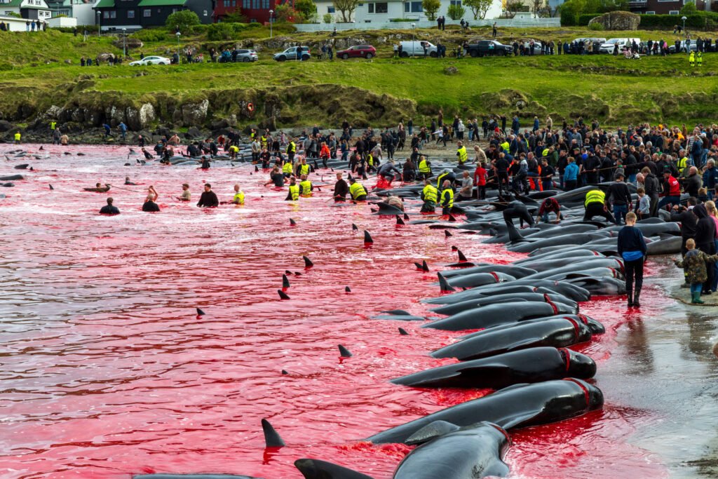 What Will It Take To End the Slaughter of Dolphins in the Faroe Islands?