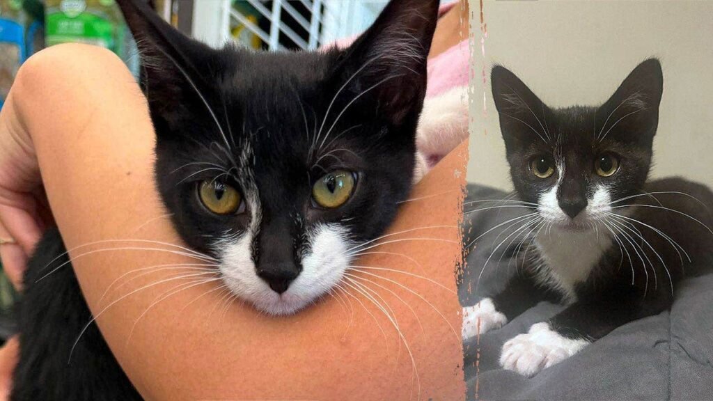 Maryland man allegedly steals kitten, uses it in bank robbery