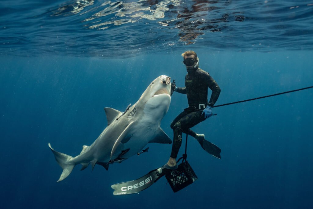 A Shark-Feeding Ban Exposes a Deeper Fight Over Florida’s Changing Seas