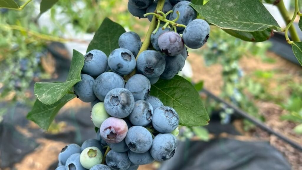Beyond apples: Why blueberries could be Kashmir’s next success story | India News