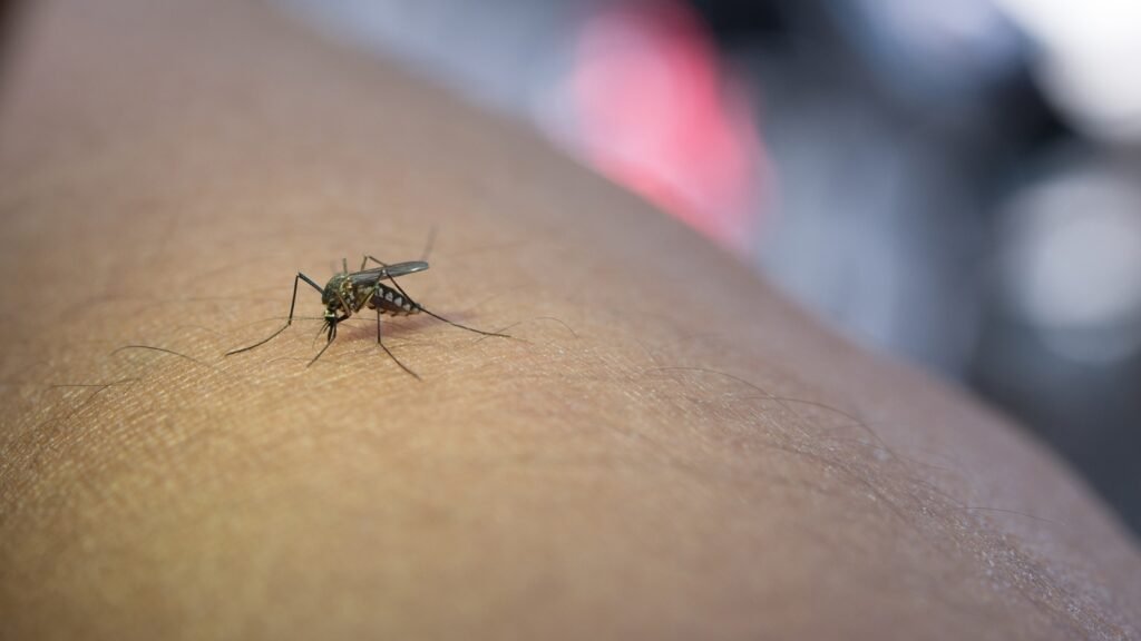 How does dengue impact your heart health?