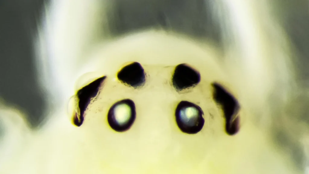 Hawaii’s famous “happy-face” spider has a surprising relative