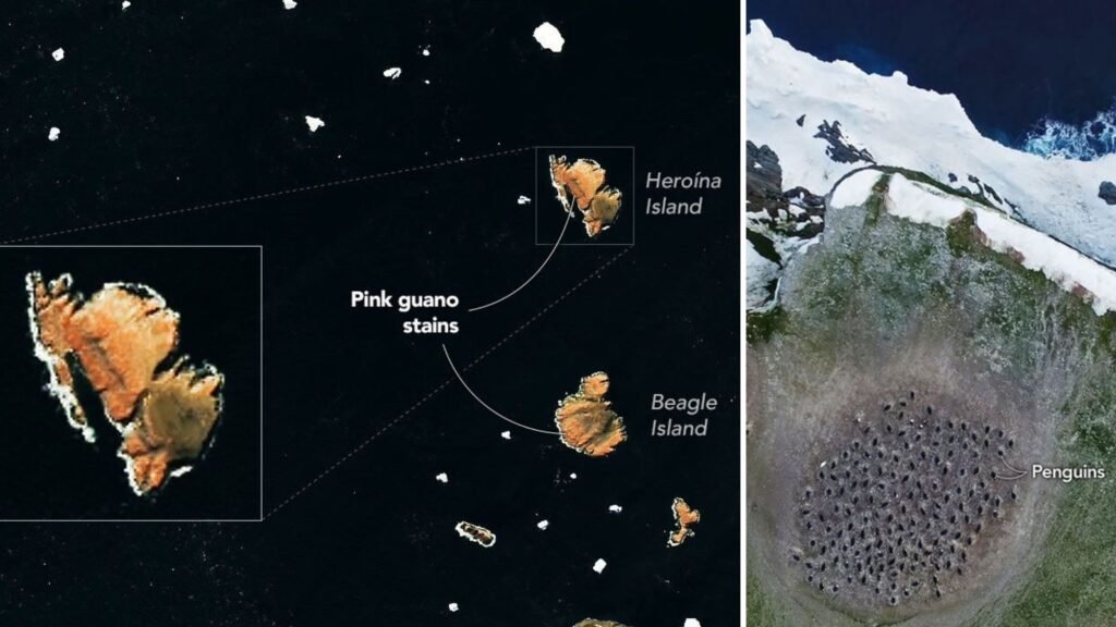 Pink penguin poop on the Danger Islands photo of the day for July 30, 2026
