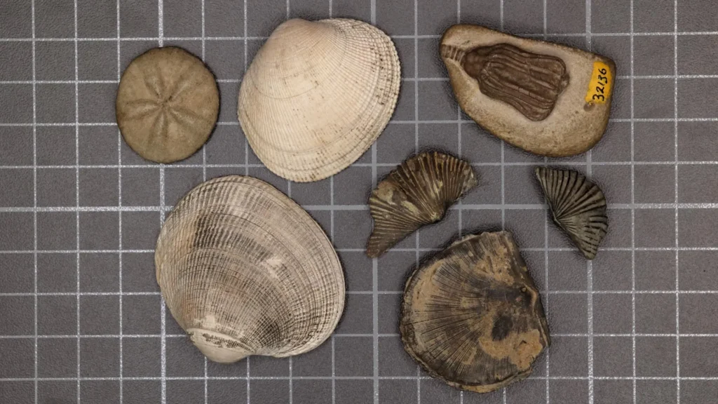 Scientists finally solved the mystery of Earth’s greatest mass extinction