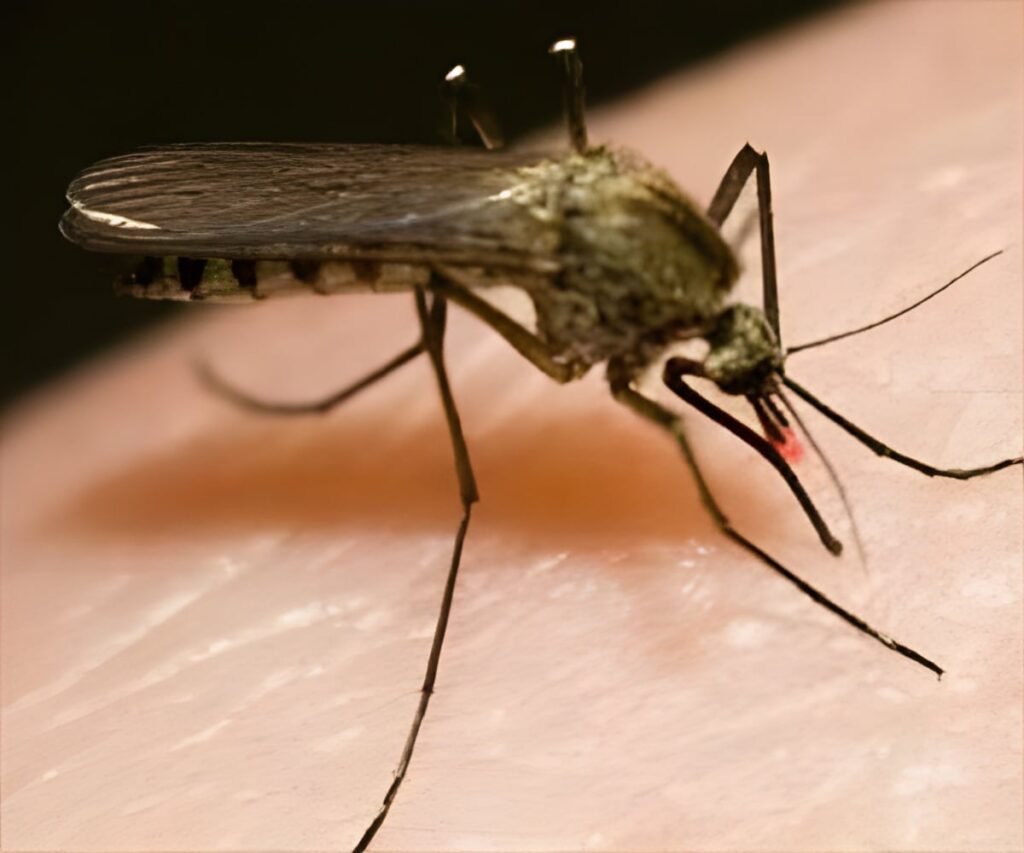 Europe Reports Fresh Surge in West Nile Virus Infections