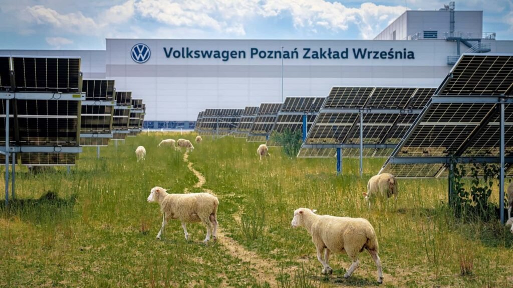 You Think Your Electric Lawnmower is Eco Friendly? Volkswagen Just Replaced Its Lawnmowers With Sheep