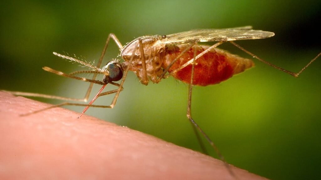 Frankfurt Airport employee dies after contracting malaria, operator Fraport says