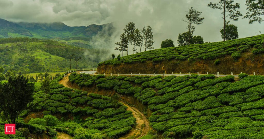 Tea Board launches NCVET-approved tea tasting courses to build skilled workforce