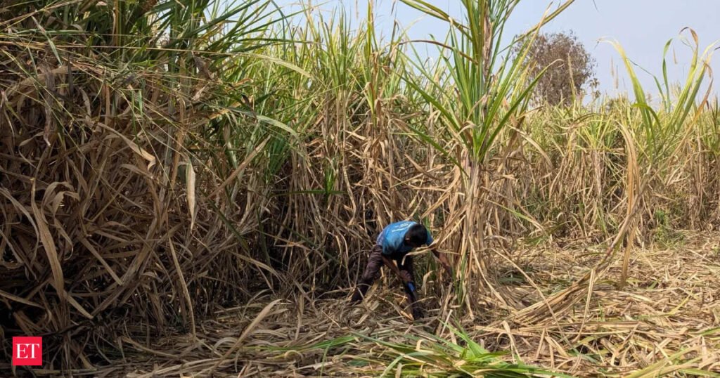 India considers curbing use of sugarcane for ethanol to tame record-high sugar market