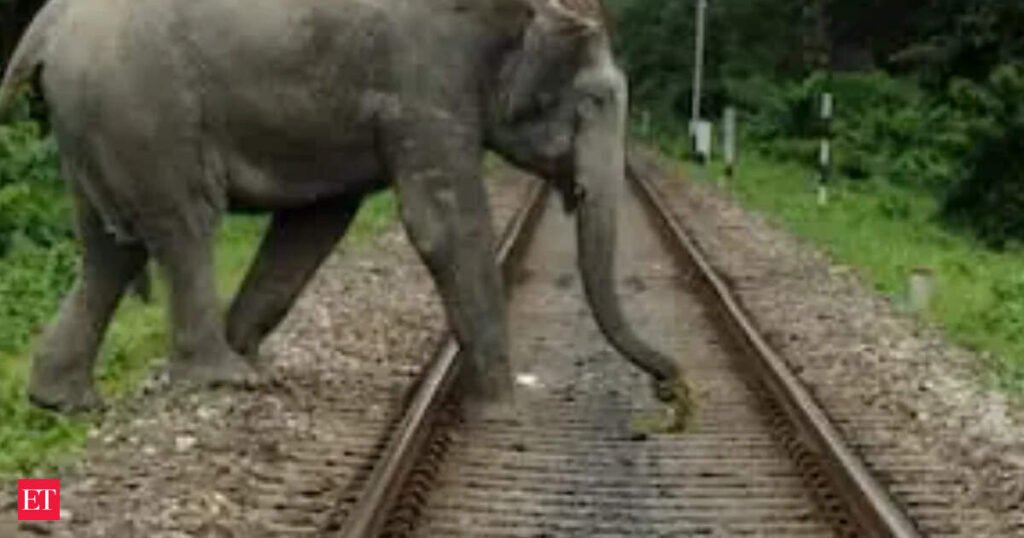 How AI is saving elephants: When mighty animals move towards railway tracks, Gajraj AI sends instant alerts to trains, helping them cross safely