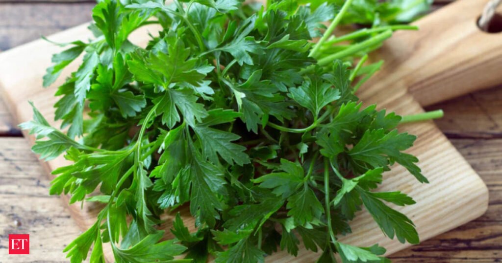 From freebie to luxury: Coriander prices spike after rain disrupts Nashik supply chain